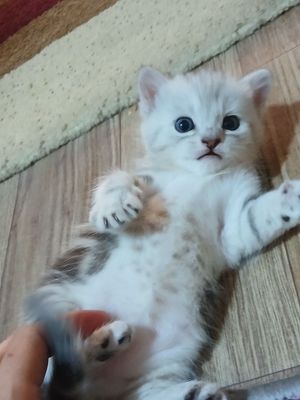 Котята от серебристой шиншилли, британка
