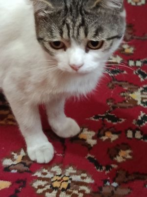 Мушук сотиляпти,скотиш фолд, оддий Билан аралаш.