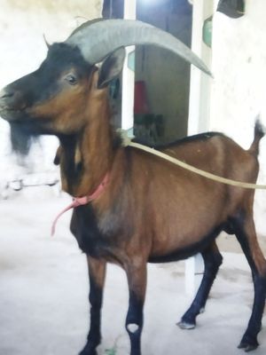 Tozza alpen taka
