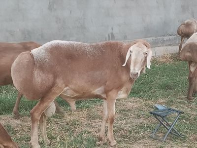 Авгон зотли куйлар