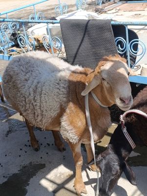 Qoʻylar erkagi 115,5 kg. Ayoli 80 la atrofi. Uyda boqilgan.