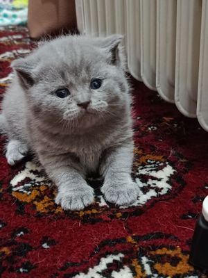 Британская страйт