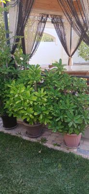 Masalan offis uchun gullar malachay sotiladi ywvsgshghbesisn ficus mus