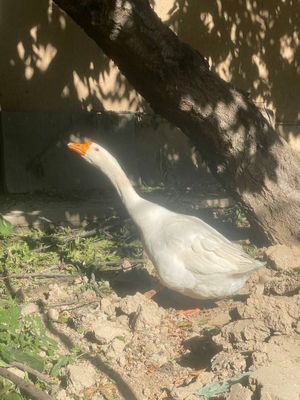 Ğozlar sotiladi 900 ming som