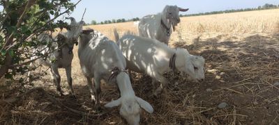 Echki uloqlar sotiladi