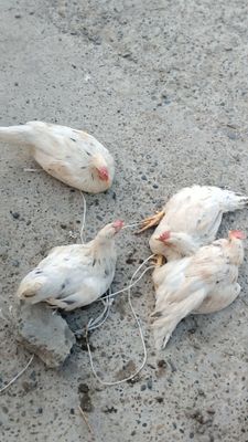 Хурозлар сотилади 3 ойлик