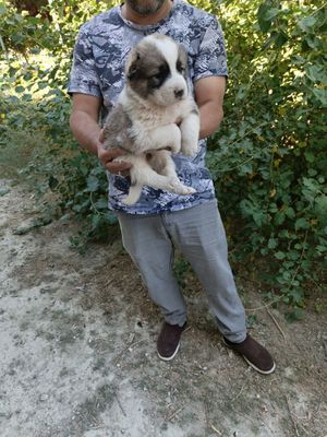 Алабай тоза туркман боласи