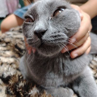 Кошка туалет ходить зуб даю