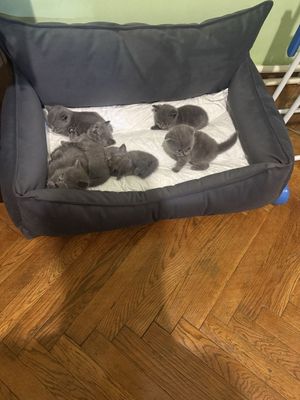 Котята от правильной вязки