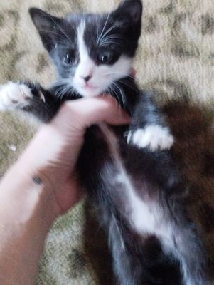 Котята домашние.