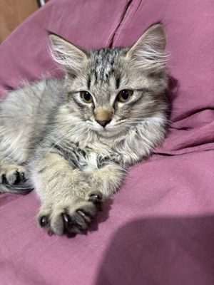 Отдам котенка в добрые руки.
