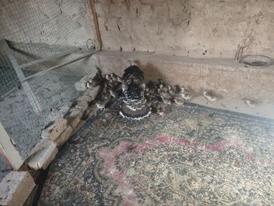 Kurka bolari 32 ta sotiladi