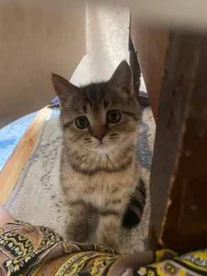 Уй мушуги скотиш страйт