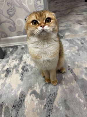Продается коша золотая шинишилла чистокровная