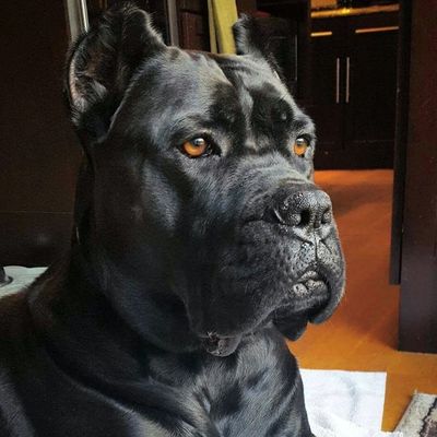 Вязка Кабель Коне Корсо "Тор"