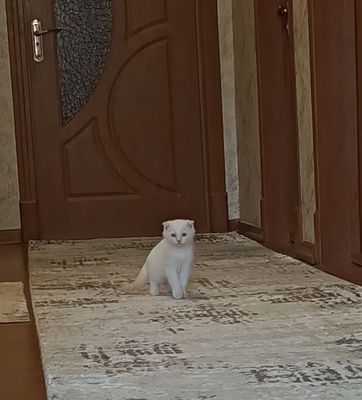 Пародалик мушук сотилади
