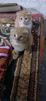 Шотландский кошка. Shatladski mushuk bolalari