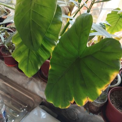 kala gigant sorti