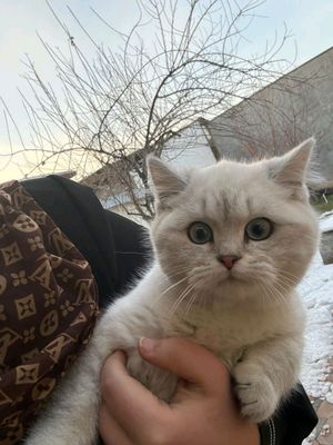 British Shorthair Chinchilla
