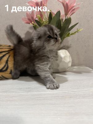 Продаём котят, родились 1 августа, порода вислоухие длинношерстные.
