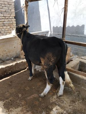 2 ta gibrit buqachala sotiladi