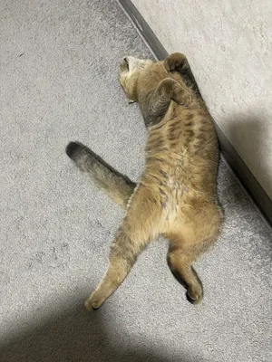 VYAZKA uchun OʻGIL bola mushuk