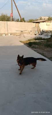 Nemis afchalka toza