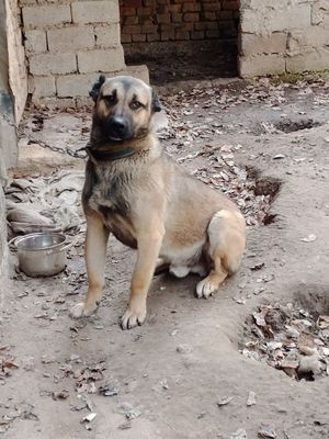 Kangal it sotiladi