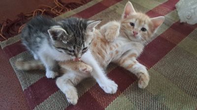 Котята ,мальчик и девочка, очень красивые и умные ,ходят в лоток