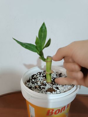 xitoy bambuki arginal bambuk