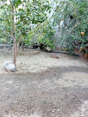 Uxaley tovuq tuxumlar sotlad va 2ta joja xoroziyam sotlad