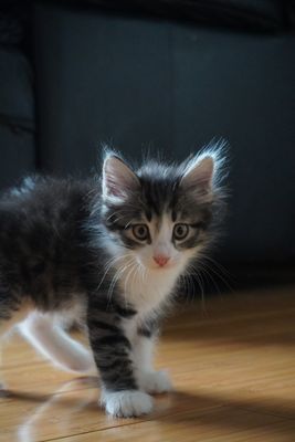 Котята бесплатно в добрые руки