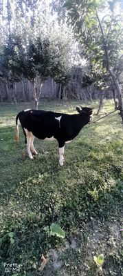 Gibrit tona sotladi