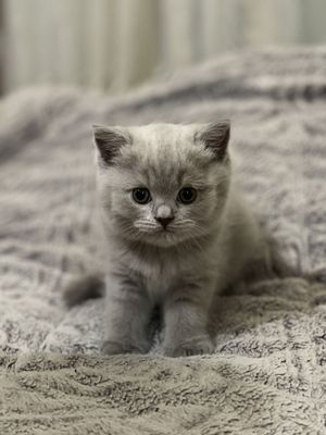 Котагнек породы скотиш страйт