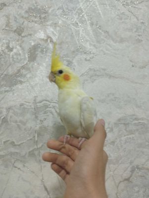 Продаются Ручной корела