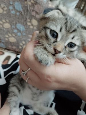 Котята породистые