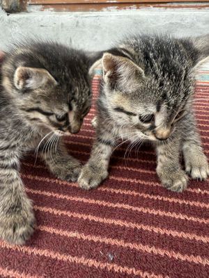 Бенгальские котята