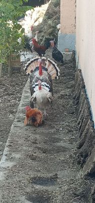 Kurkalar sotiladi