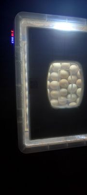 NEST Inkubator sotladi 60 talik