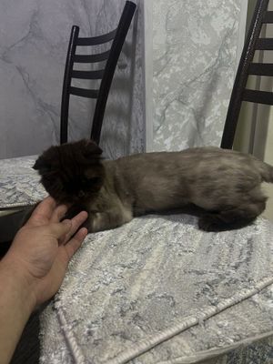 Вязка скотиш страйд девочка