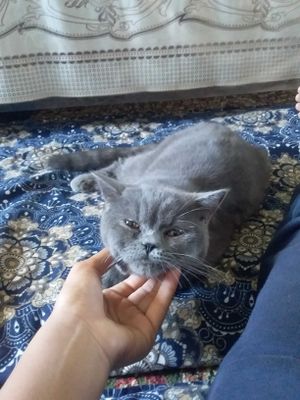 Skotish strayt mushuk
