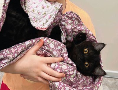 Британский кошка 1 год