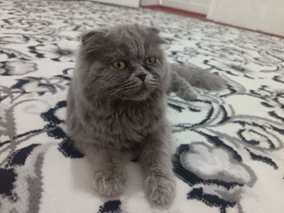 Zotli mushuk sotiladi