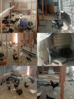 Продаются домашнее кури ,петухи