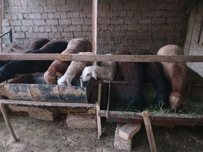 Qo'y sotiladi ,manzil Toshkent Uchtepa tumani