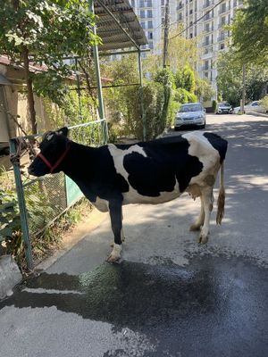Bogoz sigir sotiladi yeb ichishi zor tan joni so