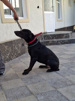 Doberman yaxw qoʻllaga topwiraman.Добеман отдам в хорошие руки