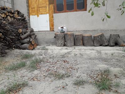 Утин урик дарахти