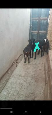 Кузи 2та эркак соглом иштаха яхши