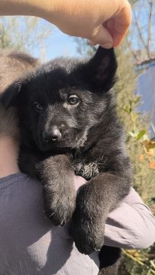 Алиментный щенок чёрной немецкой овчарки